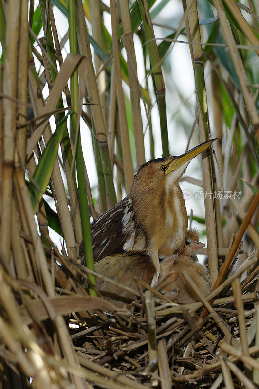 母巢小麻鳽(Ixobrychus minutus)